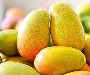 Himayat Mango | Imam Pasand mango online at best price - Salemmango