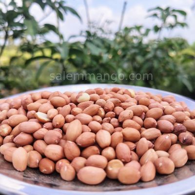 Groundnut / Peanut / Nilakadalai