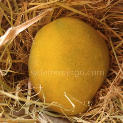 Imam Pasand / Himayath Mango