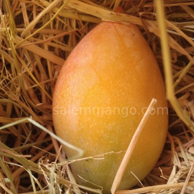 Totapuri Mango Buy Tota Aam online 1kg at best price Salemmango