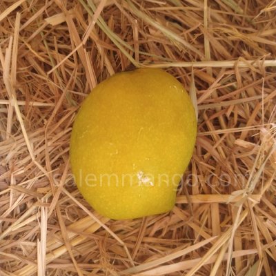 Buy Salem Bangalora Mango online Farm Fresh Mangoes online