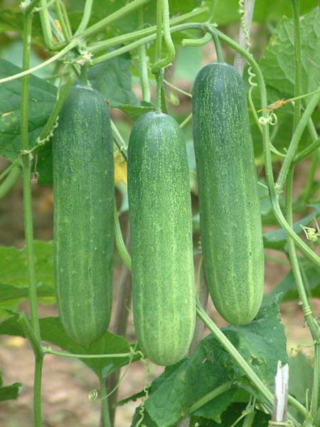 Fresh Cucumber