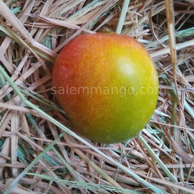 Sendura / Senthoora Mango